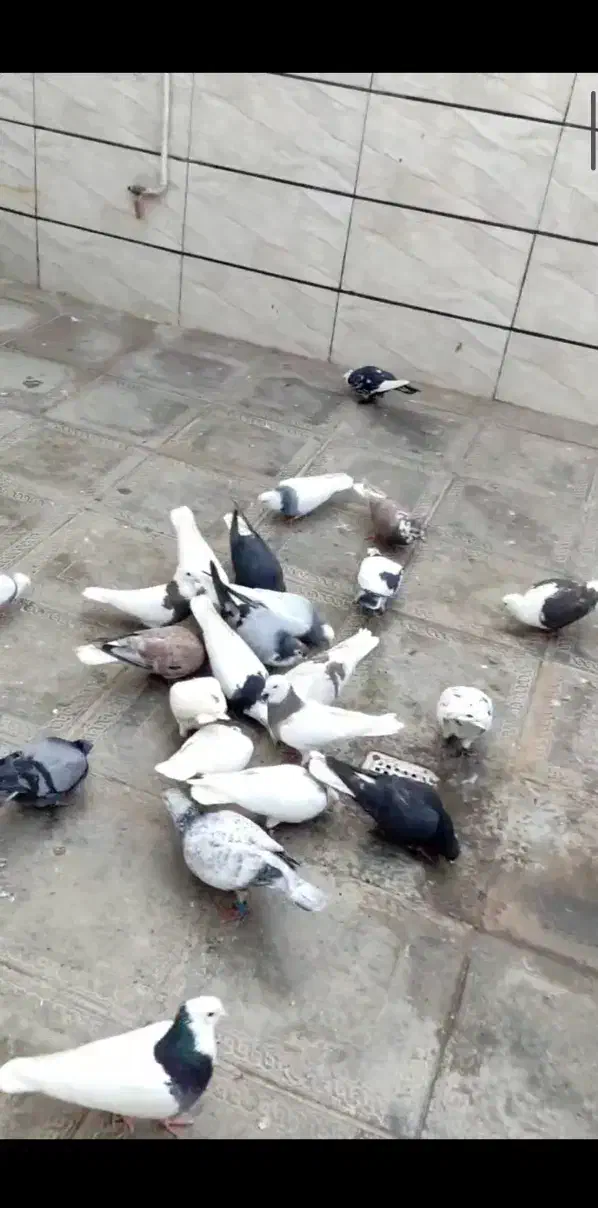 دسته کبوتر شهرستانی پرشی رنگه|پرنده|مشهد, حجت|دیوار