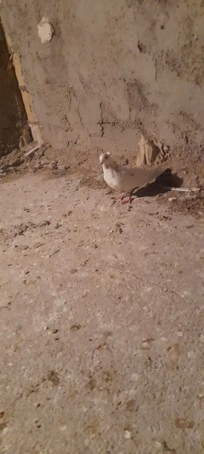 یک قطعه دونبی ماده|پرنده|باوی, |دیوار