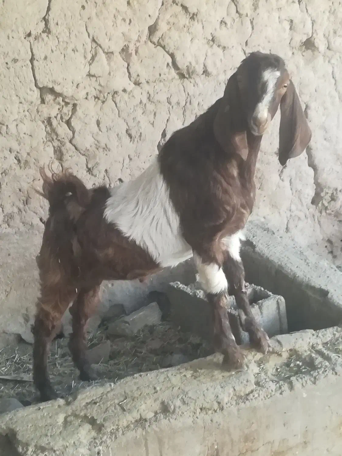 نری چاق|حیوانات مزرعه|نرماشیر, |دیوار