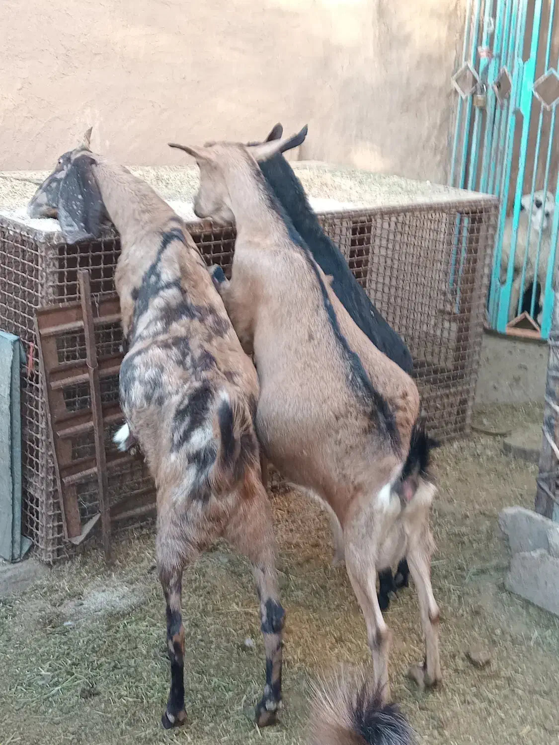 بز آلپاین با دوبزغاله ومورسیا و پاکستانی ابستن|حیوانات مزرعه|ماهان, |دیوار