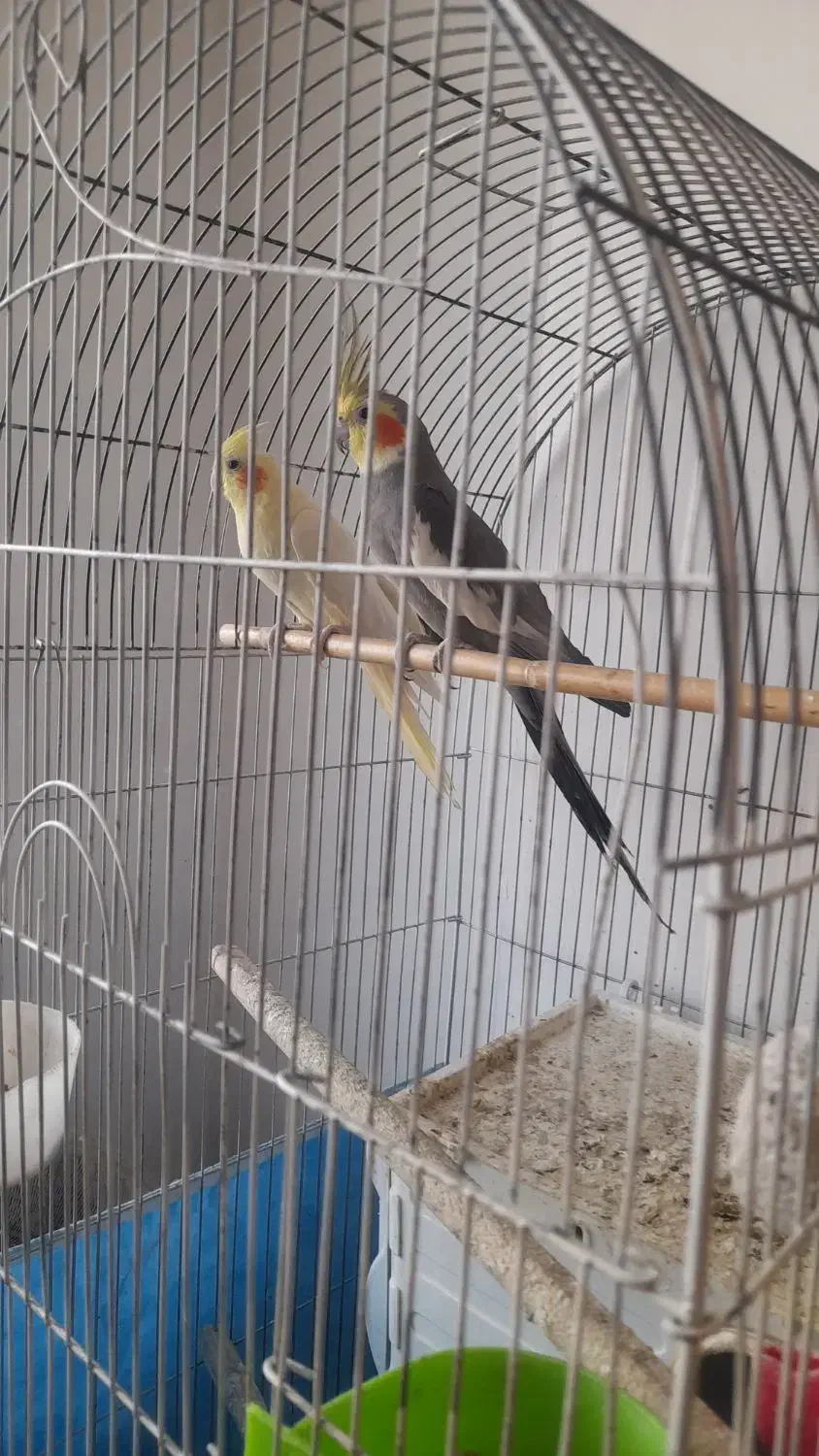 عروس جفت مولدباقفس|پرنده|قم, علی آباد سعدگان|دیوار