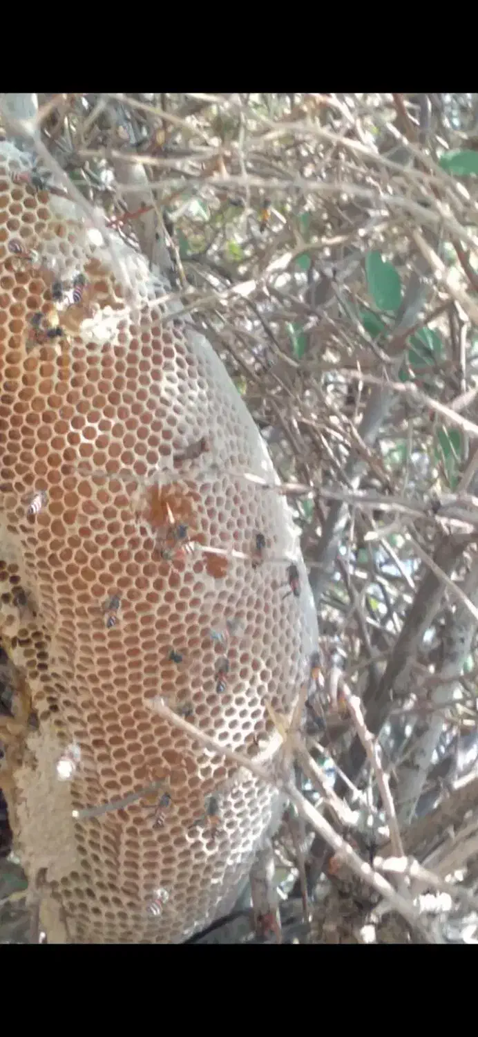 عسل رکو اصل|خوردنی و آشامیدنی|جیرفت, |دیوار