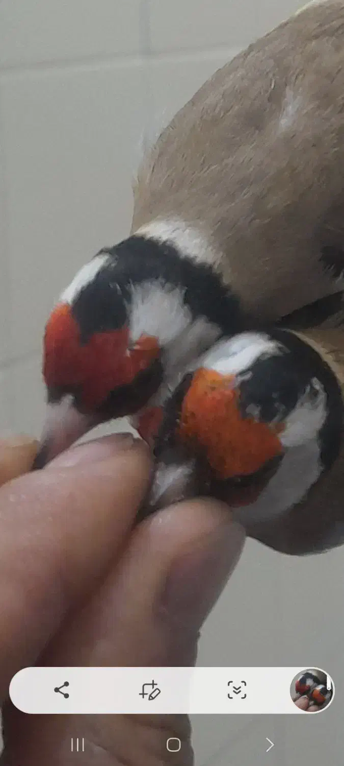 سهره سردشت|پرنده|همدان, |دیوار