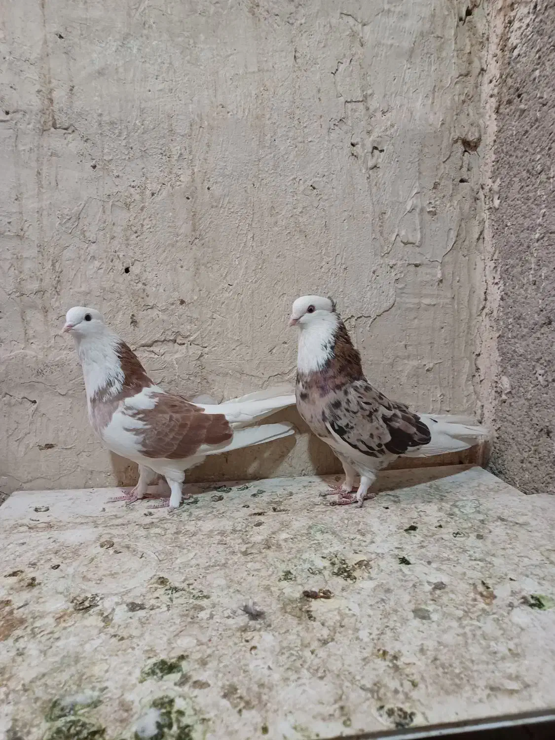 کبوتر کفتر شازده هما ، شازده سیاه ،کله ماستی،قاره|پرنده|نسیم‌شهر, |دیوار