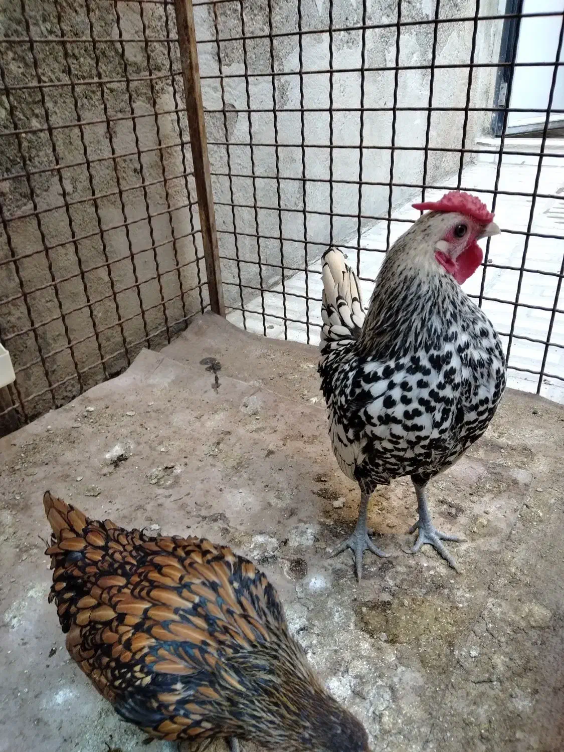 مرغ و خروس سبرایت جوان زیر یک سال|حیوانات مزرعه|هشتگرد, شهرک بعثت|دیوار