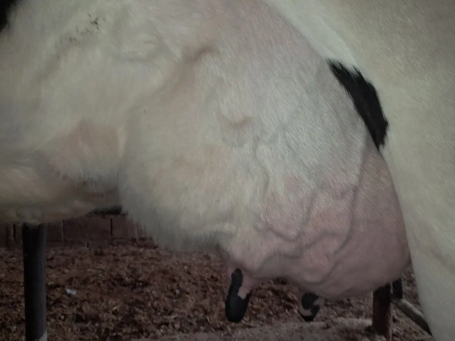 گوساله گاو شیری|حیوانات مزرعه|شیراز, ظفرآباد|دیوار