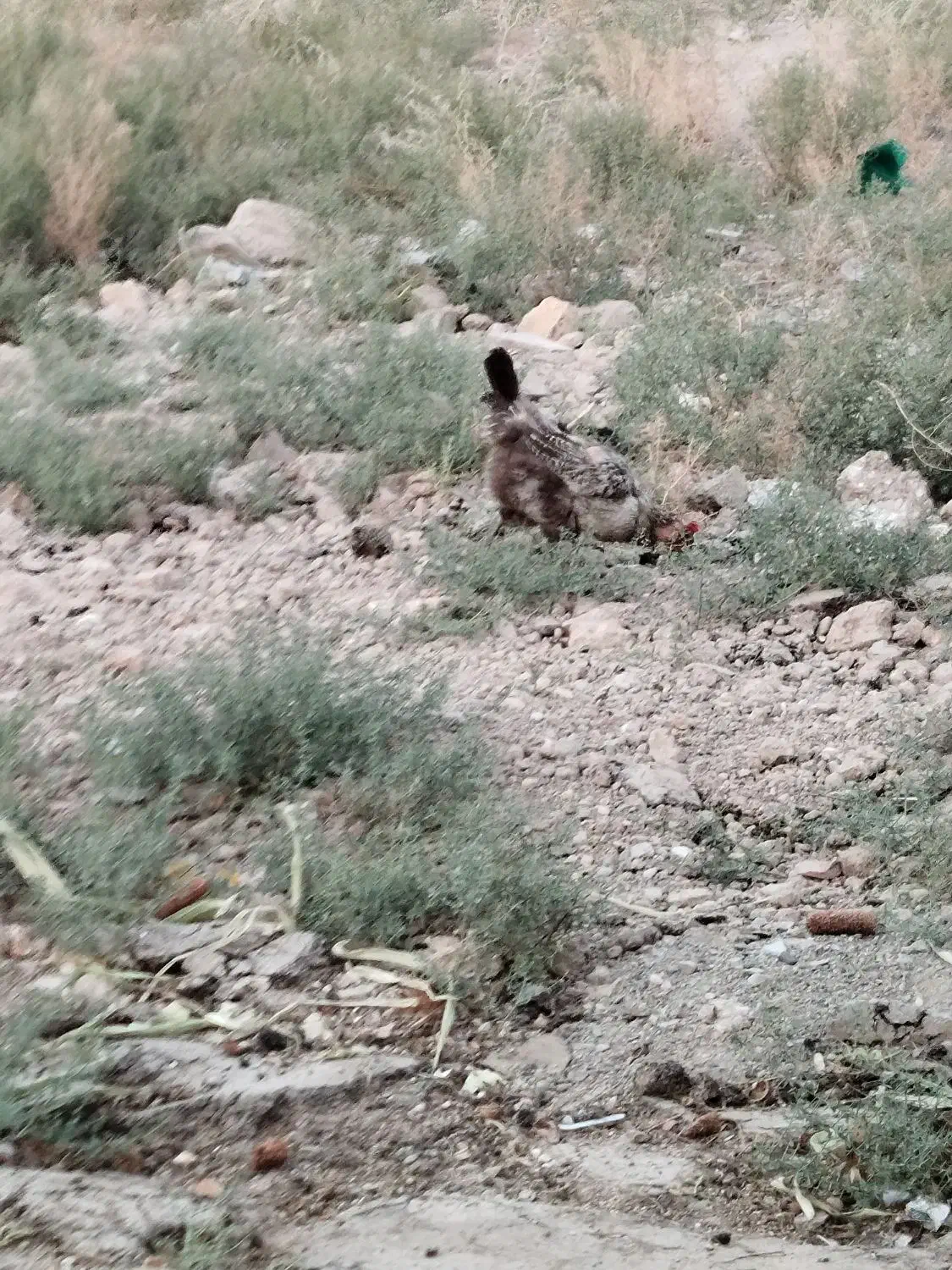 مرغ و خروس محلی|حیوانات مزرعه|قرچک, محمد آباد|دیوار