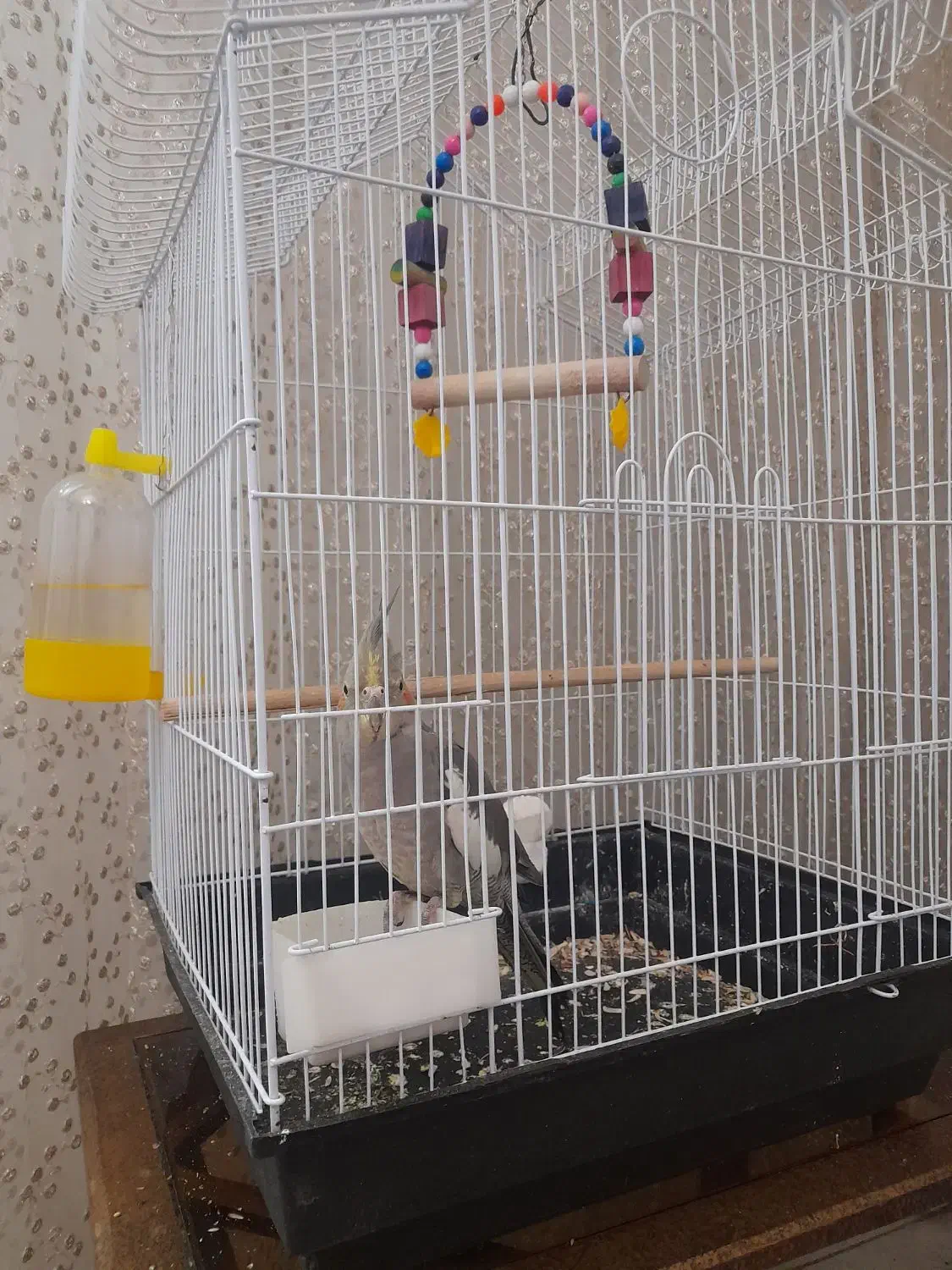 عروس هلندی سینامون|پرنده|قرچک, میرزائی جنوبی|دیوار