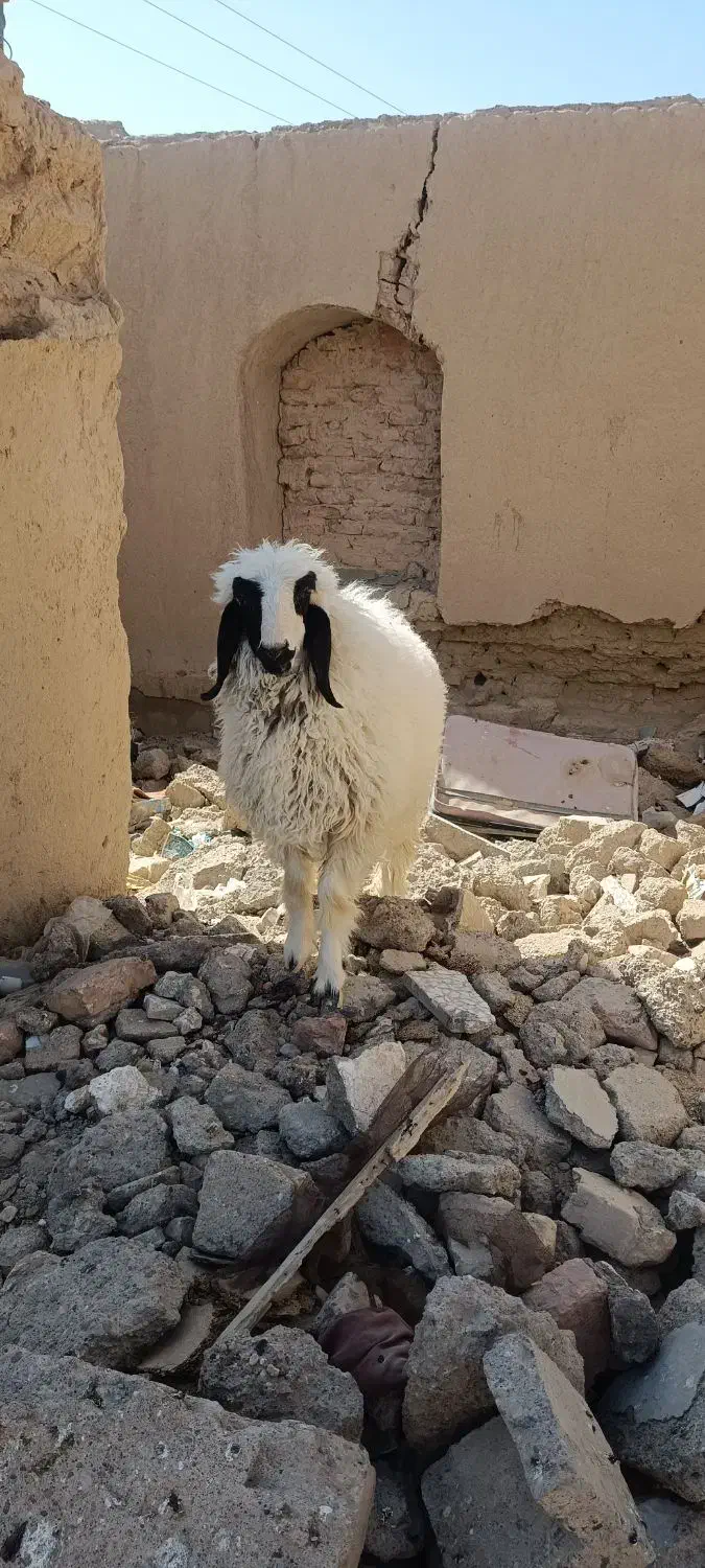 بره درب خونه ای|حیوانات مزرعه|زهک, |دیوار