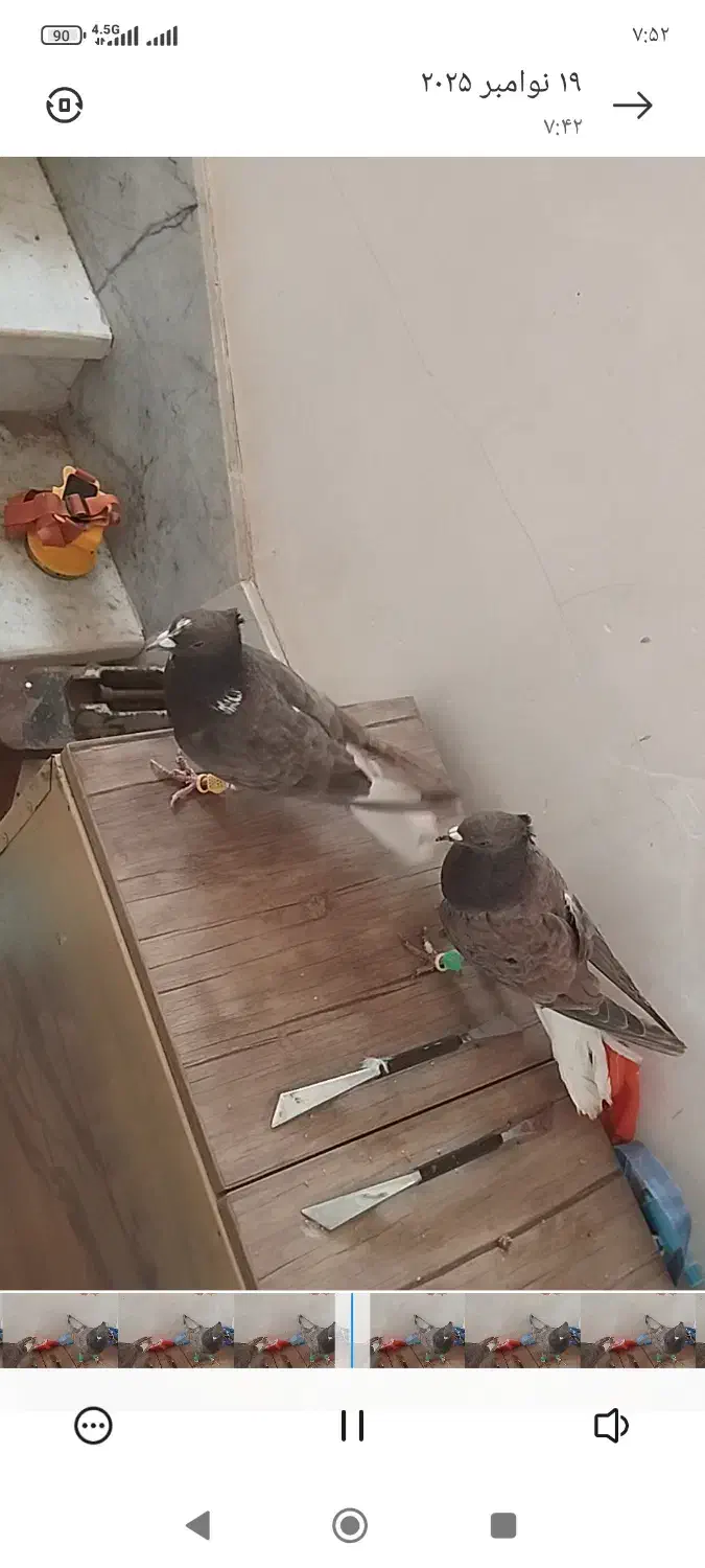 چهار تا پرشی|پرنده|سبزوار, قصبه شرقی|دیوار