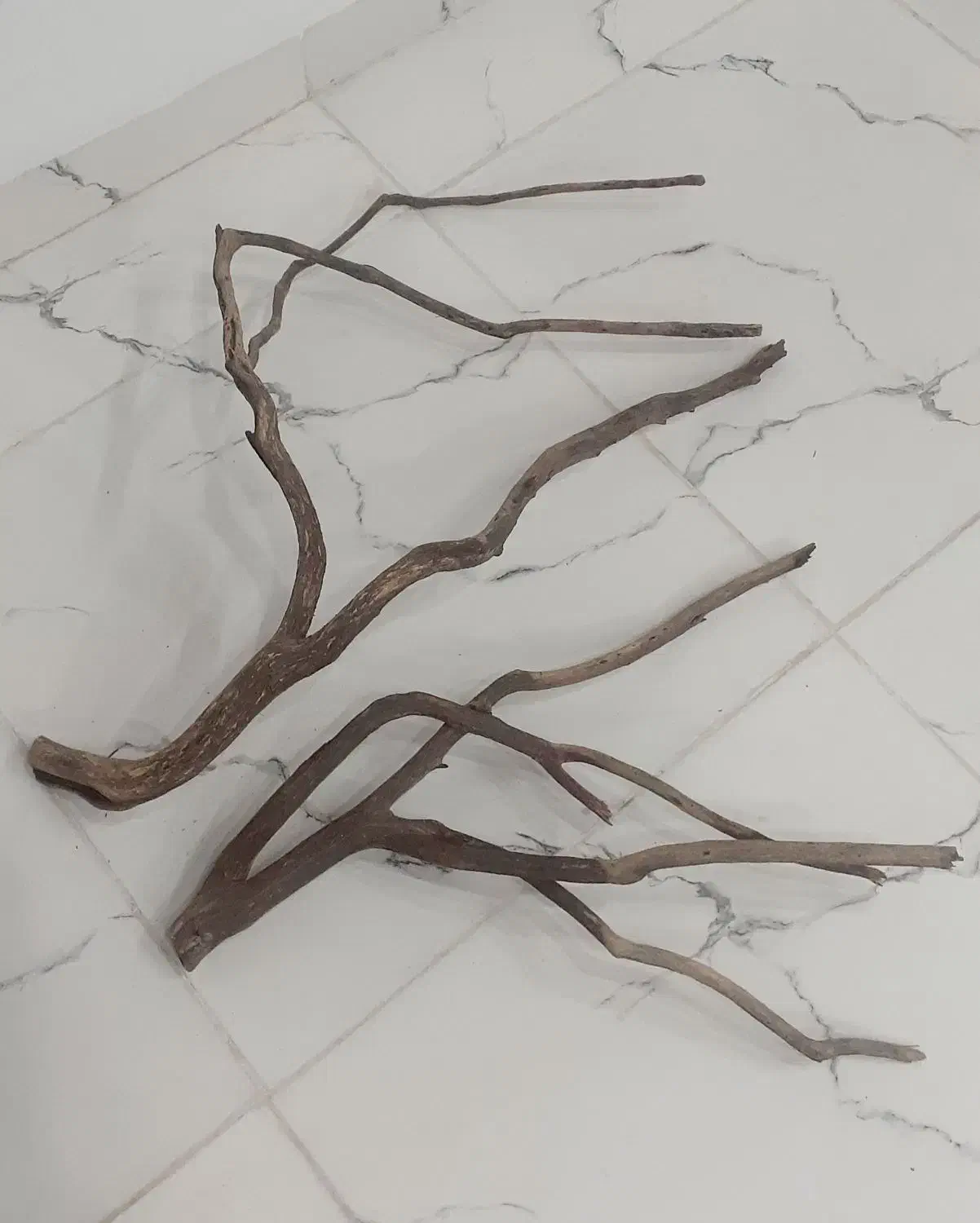 چوب اکواریوم|ماهی|کرمان, |دیوار