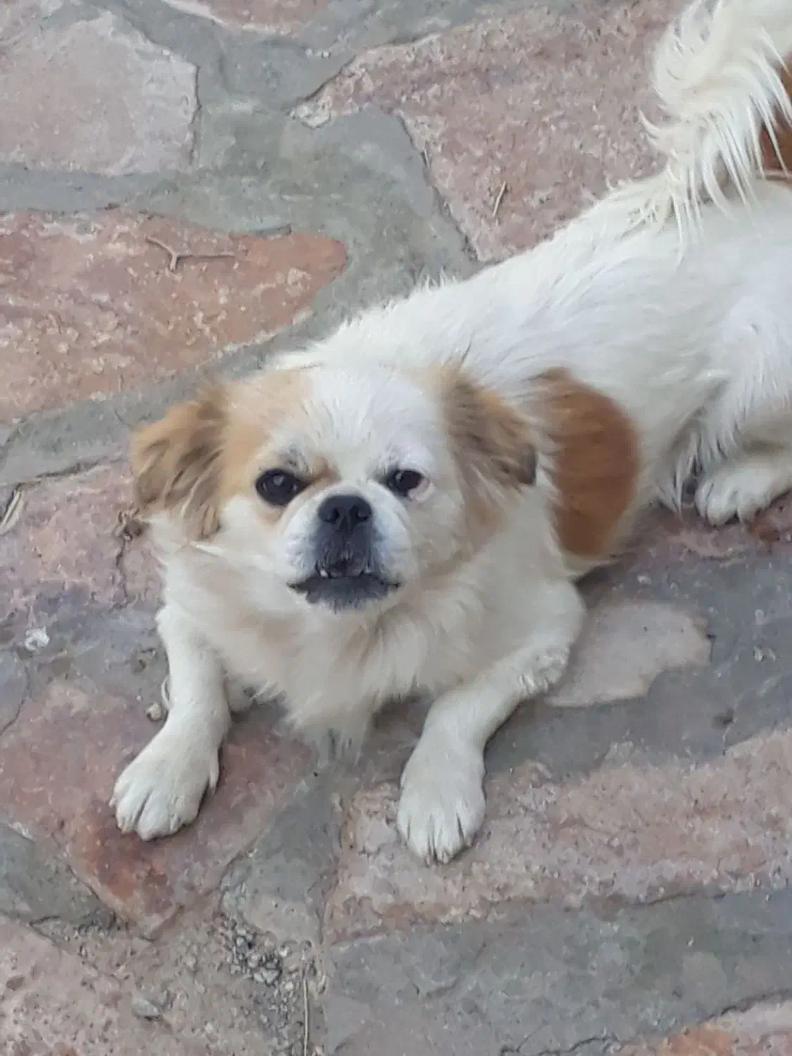 سگ نژاد شیتزو|سگ|طرقبه, |دیوار