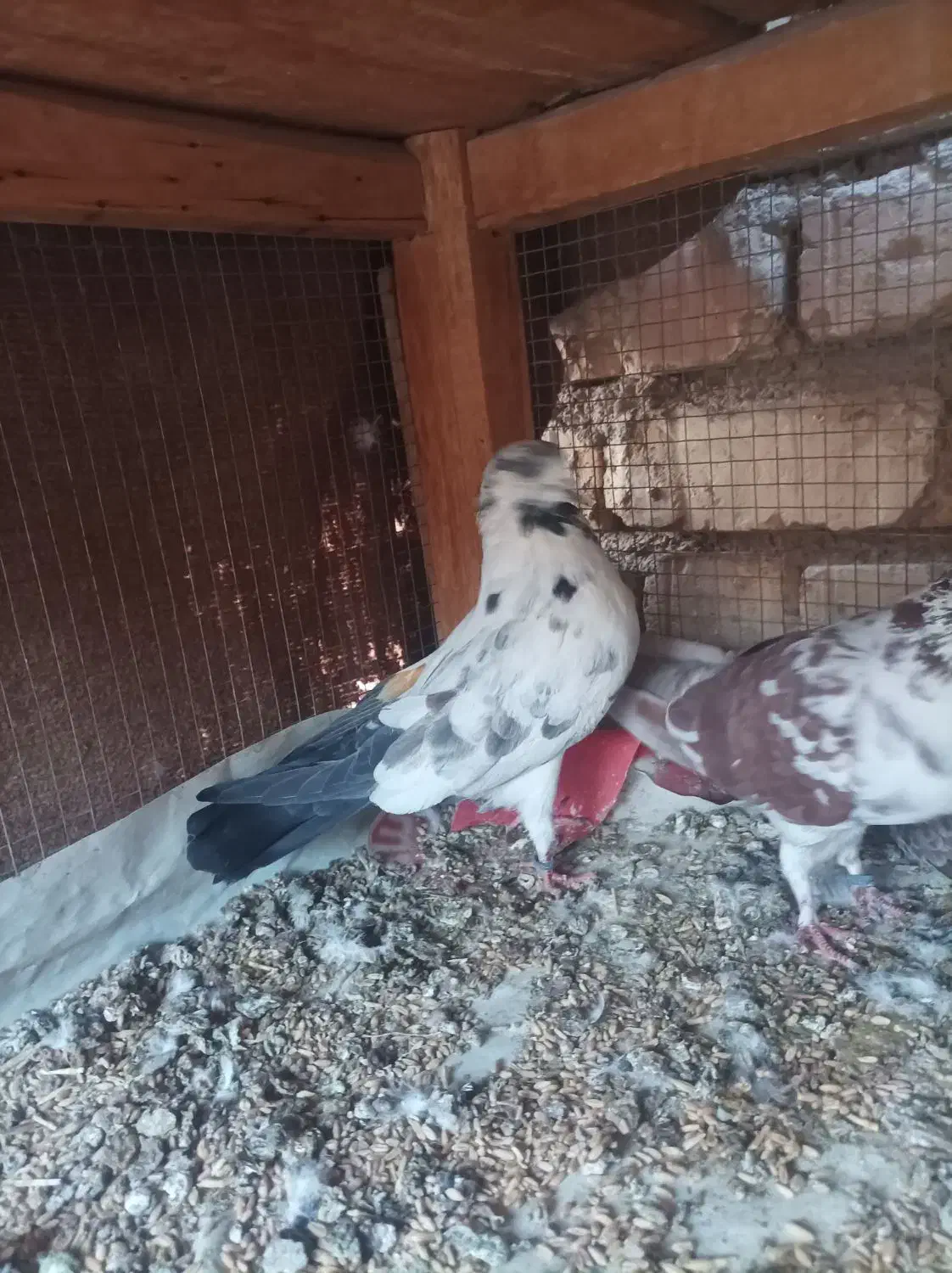 ماده به شرط تخم بچه پرستی|پرنده|برخوار, |دیوار