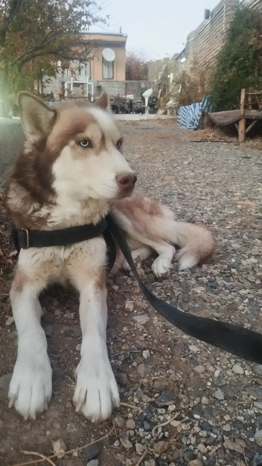 هاسکی قهوه‌ای|سگ|بروجرد, |دیوار