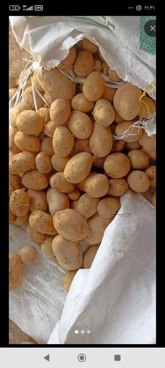 بذر سیب زمینی جلی کیفیت بالا مدل 1402 همدان|عمدهفروشی|سراب, |دیوار