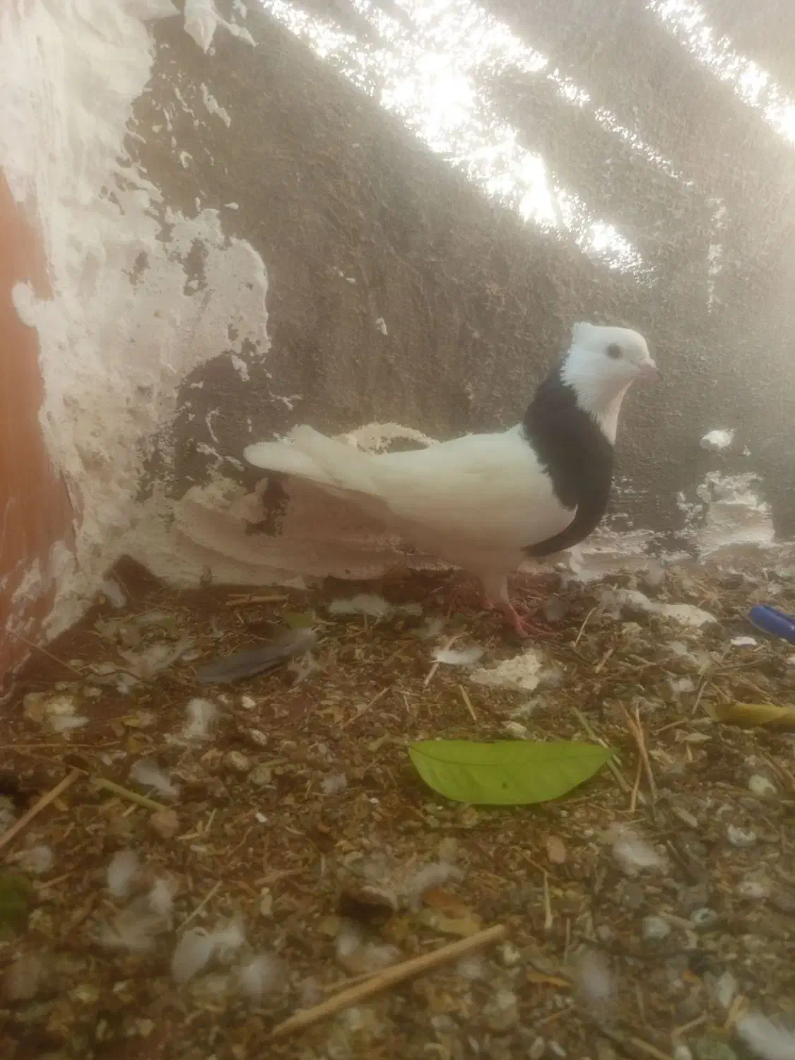 کبوتر طوقی|پرنده|دهدشت, |دیوار