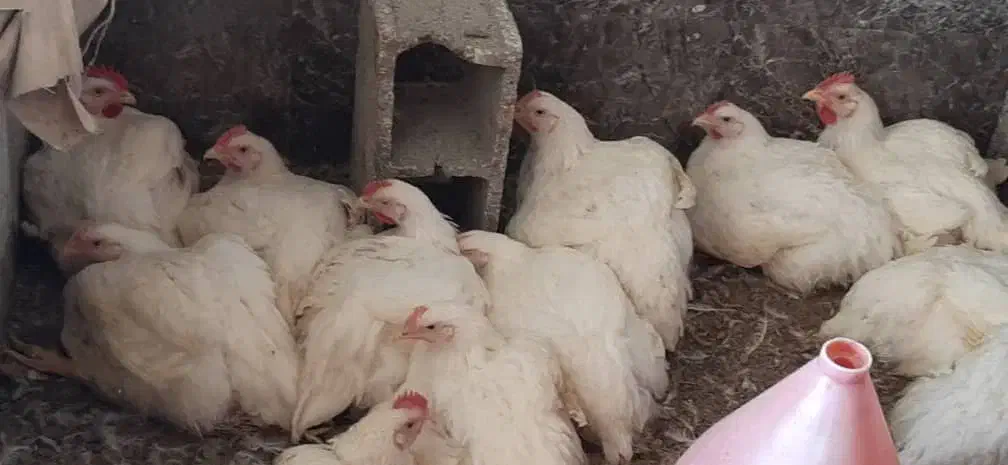 مرغ زنده|حیوانات مزرعه|شیراز, ده پیاله|دیوار