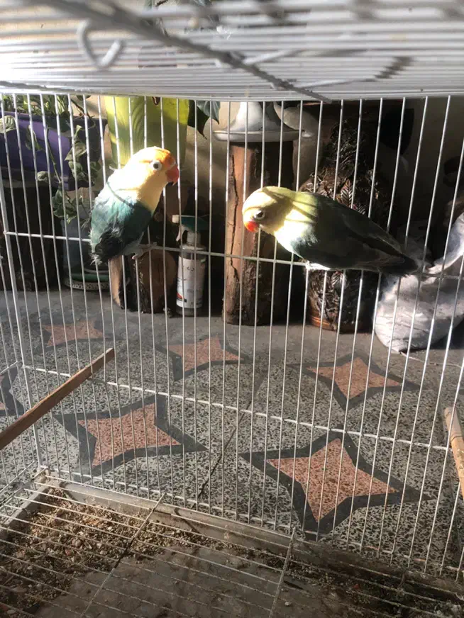 طوطی برزیلی پاربلو|پرنده|ساری, |دیوار