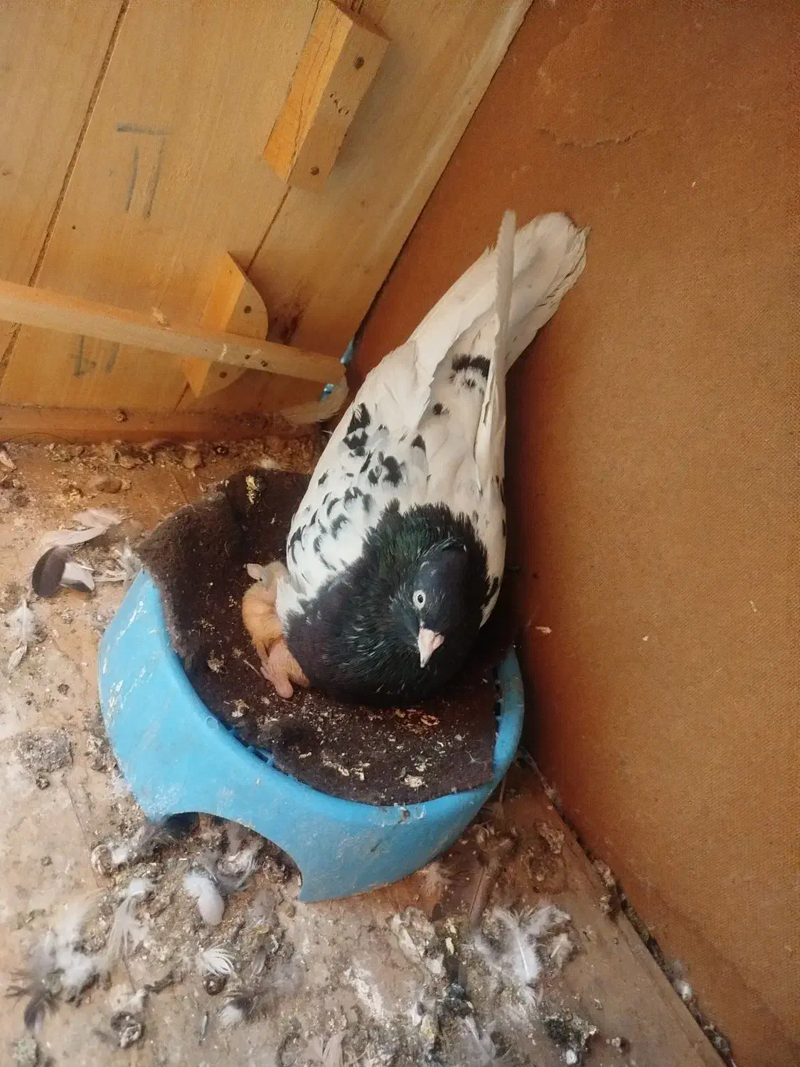 کله سیاه درجه یک|پرنده|اهواز, بیست متری شهدا|دیوار