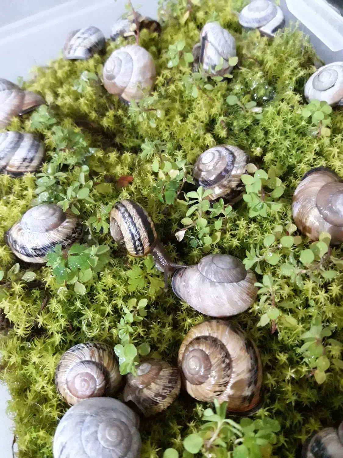 حلزون تراپی|خزنده|کرج, خرمدشت|دیوار