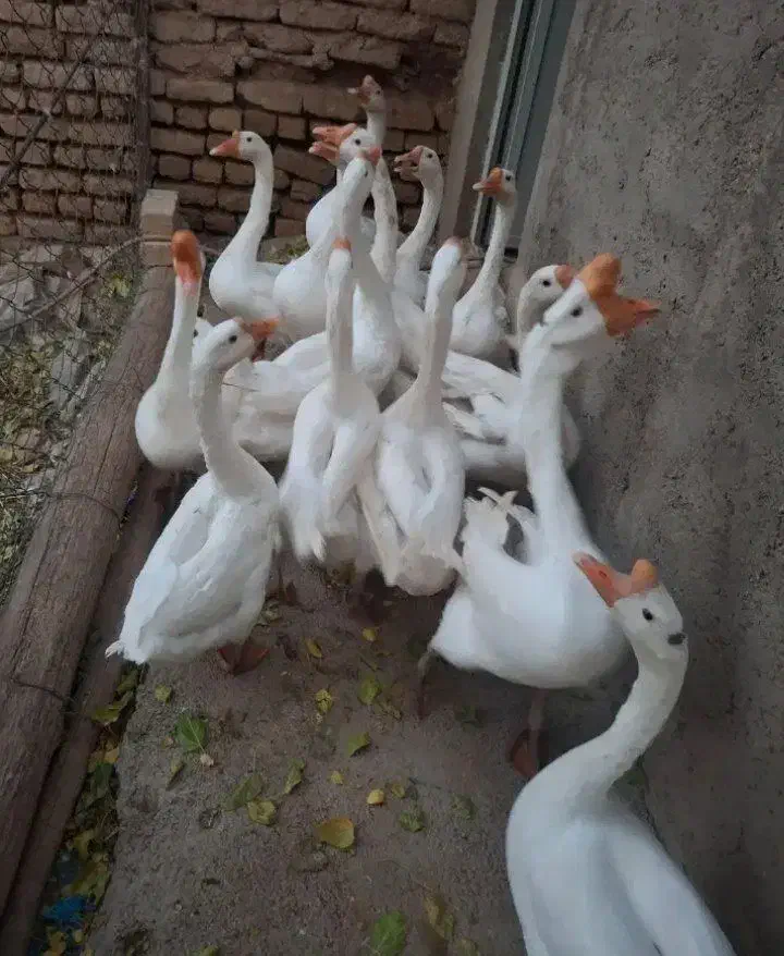 قوغاز|حیوانات مزرعه|سهند, |دیوار