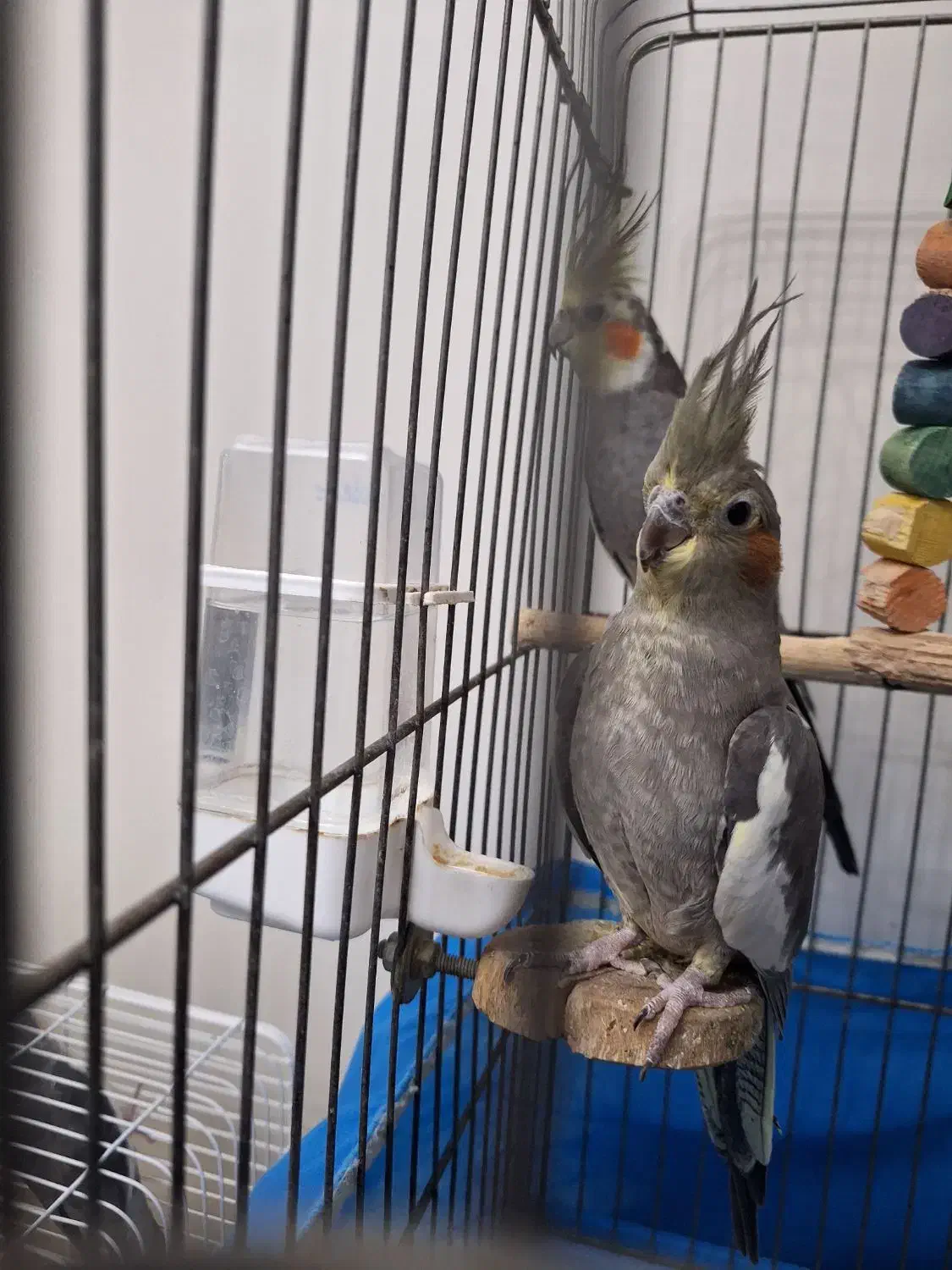 ۶ عدد عروس هلندی با قفس|پرنده|اسلامشهر, شهرک الهیه|دیوار