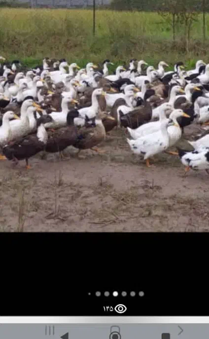 دو هزار تا اردک گوشتی موجوده|حیوانات مزرعه|رشت, فلسطین|دیوار