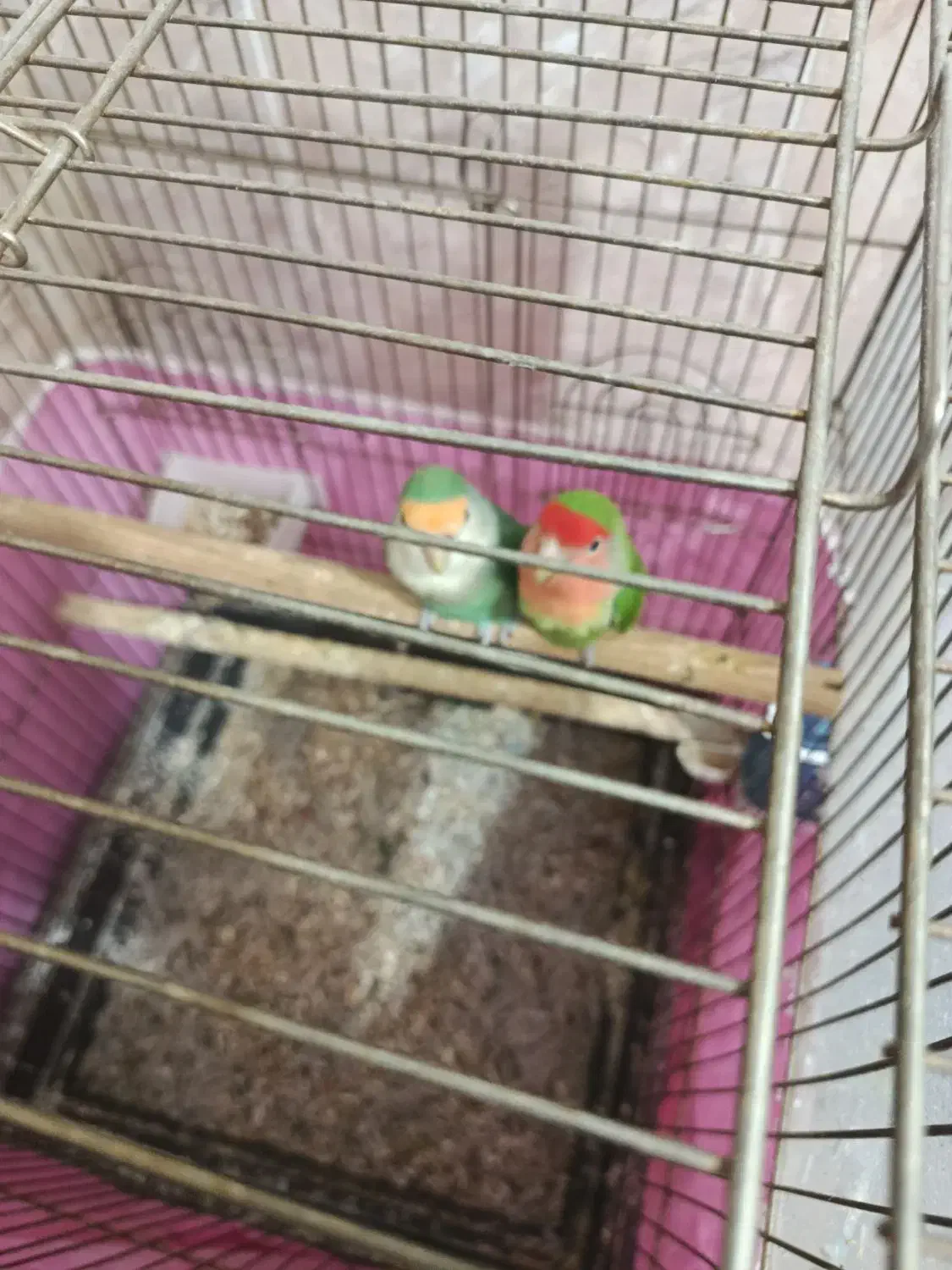 طوطی برزیلی|پرنده|رباطکریم, نصیرشهر|دیوار