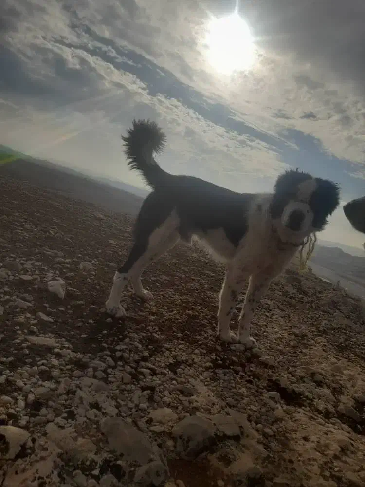 سگ  قدرجونی نر 4ساله|سگ|مسجد سلیمان, |دیوار