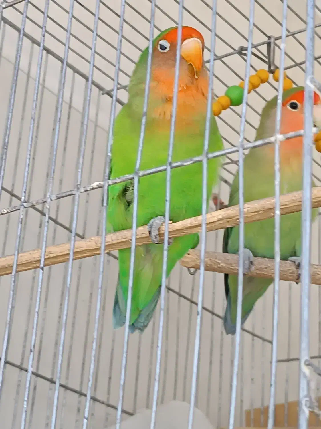 دو تا طوطی برزیلی گم شده|حیوانات|دورود, |دیوار