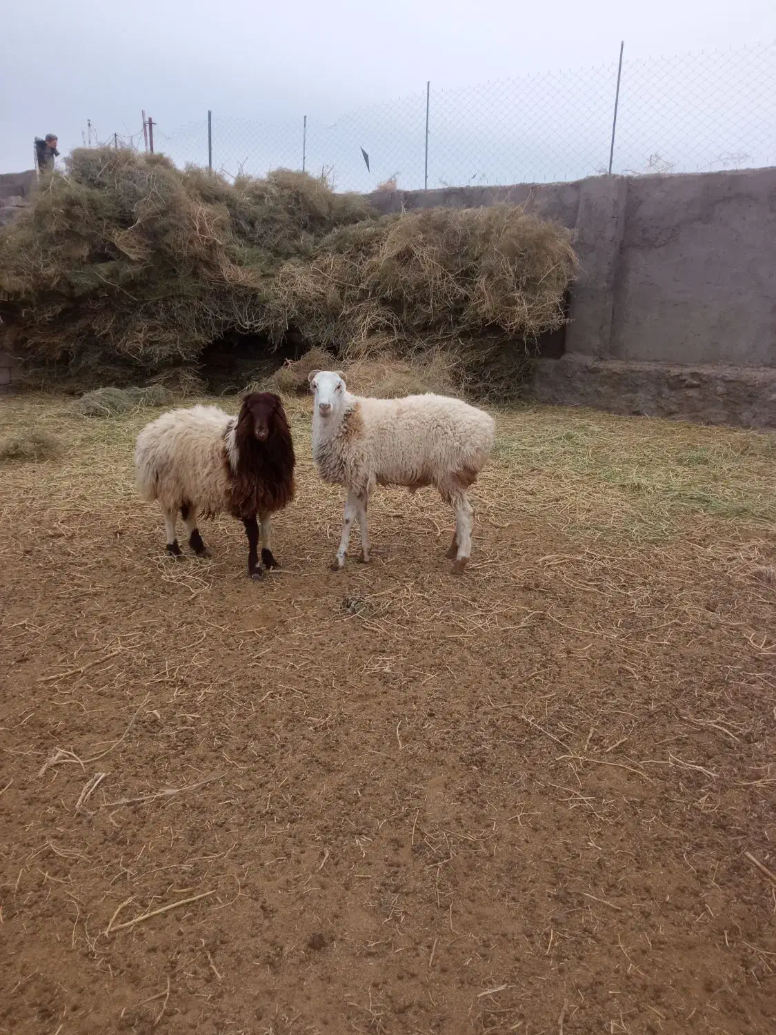 جفت بره قوچی درجه یک|حیوانات مزرعه|گزیک, |دیوار