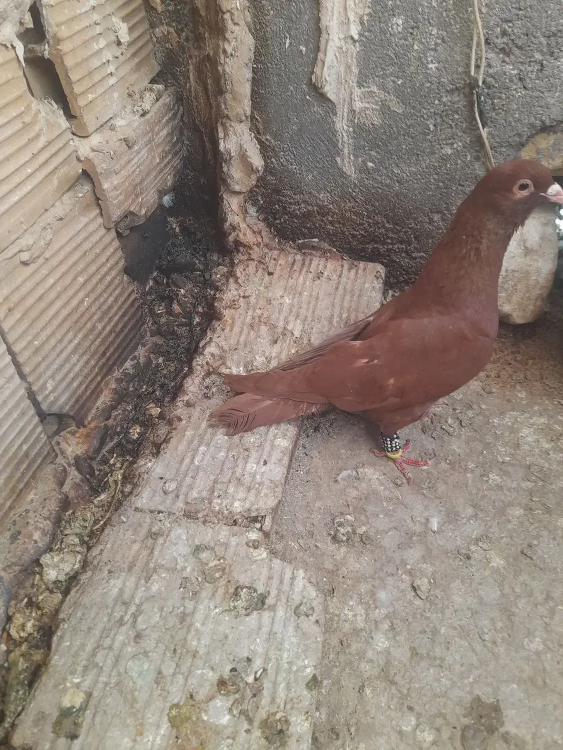 نر سرخ کرمونی|پرنده|تربت‌حیدریه, بالا ولایت|دیوار