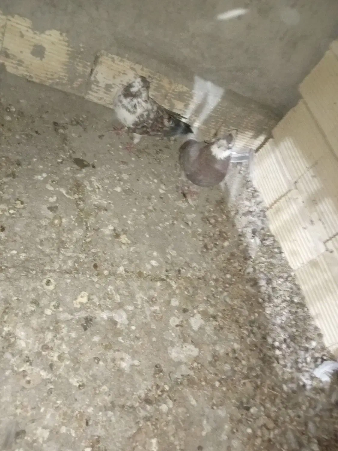 کبوتر فورشی|پرنده|مبارکه, |دیوار