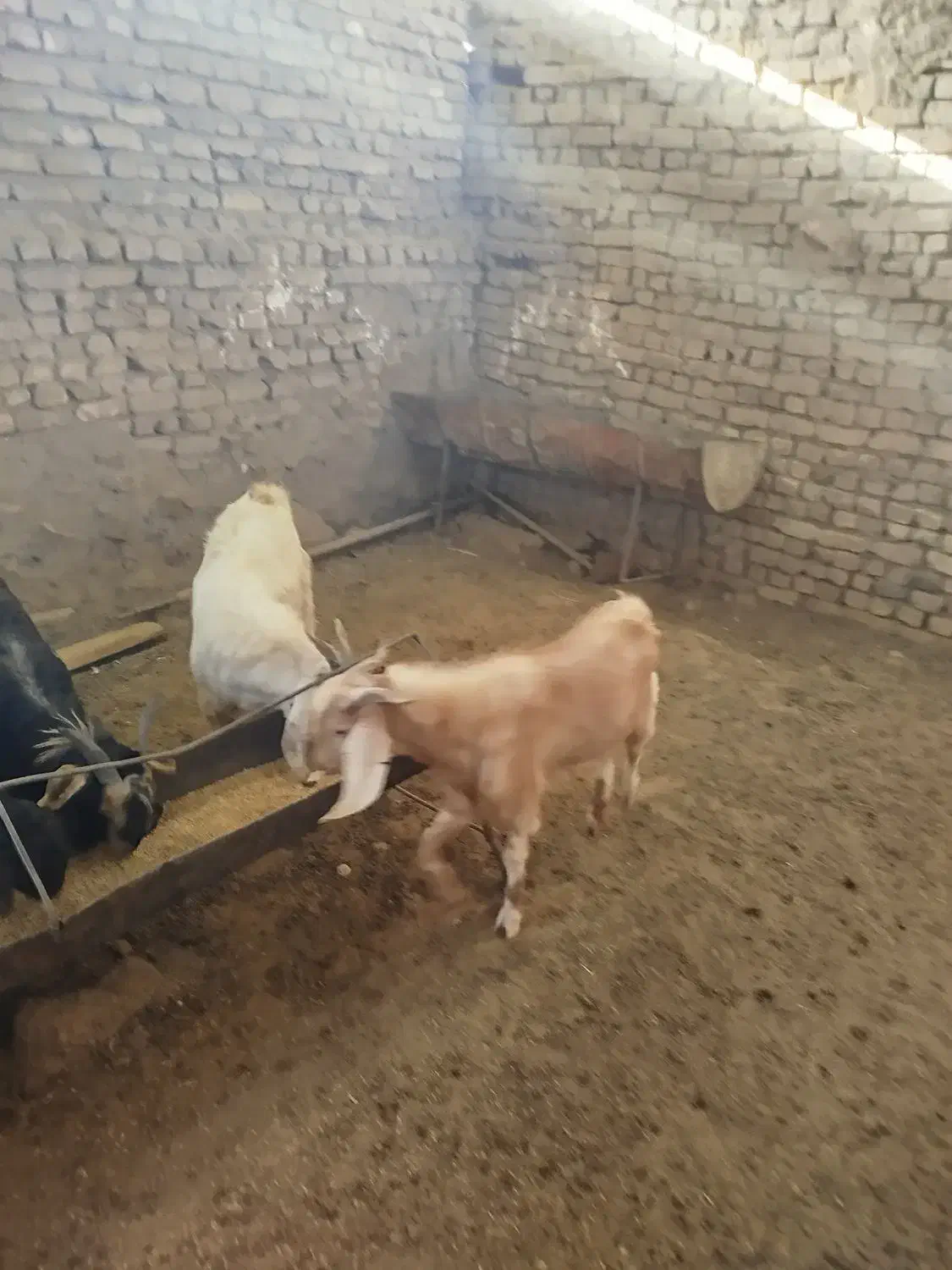 مایل به معاوضه نیستم|حیوانات مزرعه|رشتخوار, |دیوار