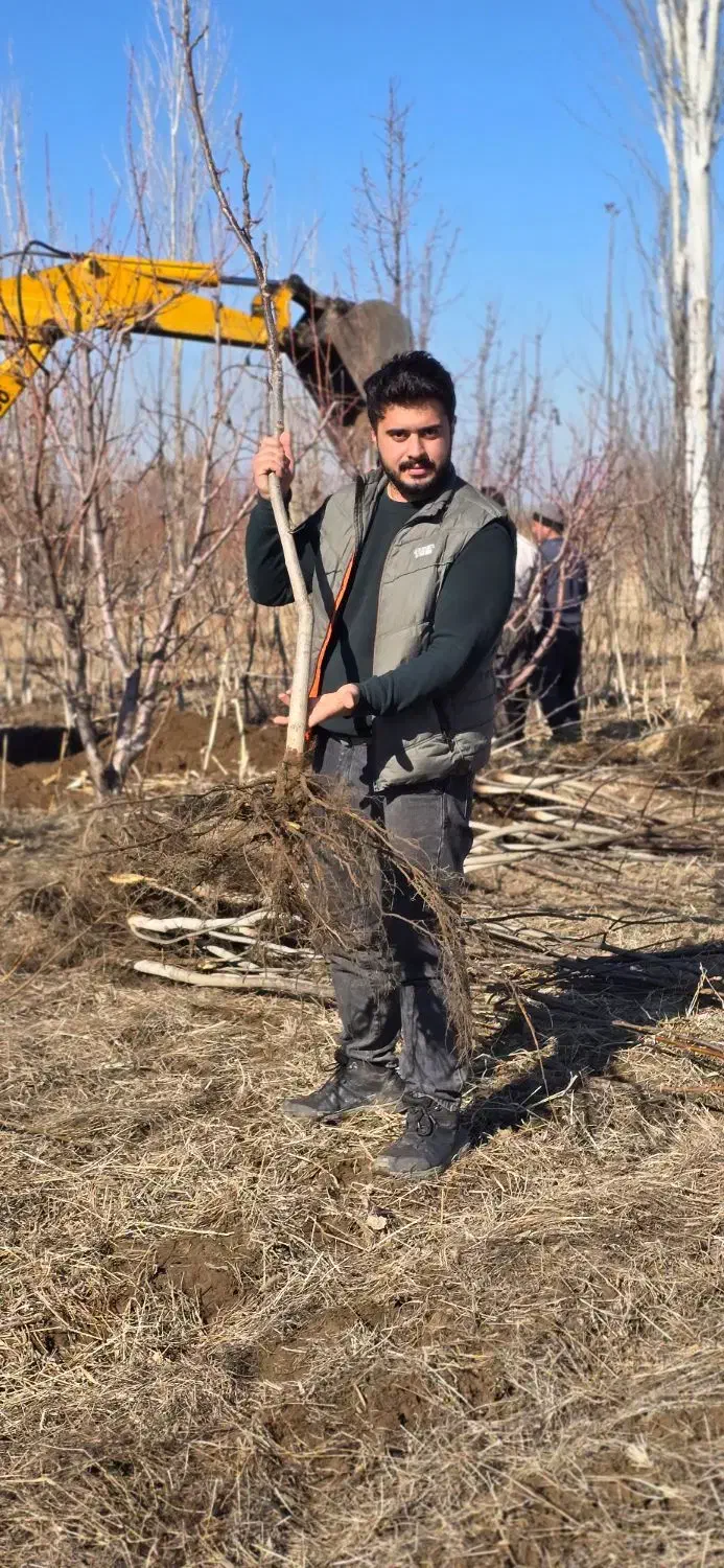 نهال گردو مقاوم و اقتصادی|خدمات باغبانی و درختکاری|مریوان, |دیوار