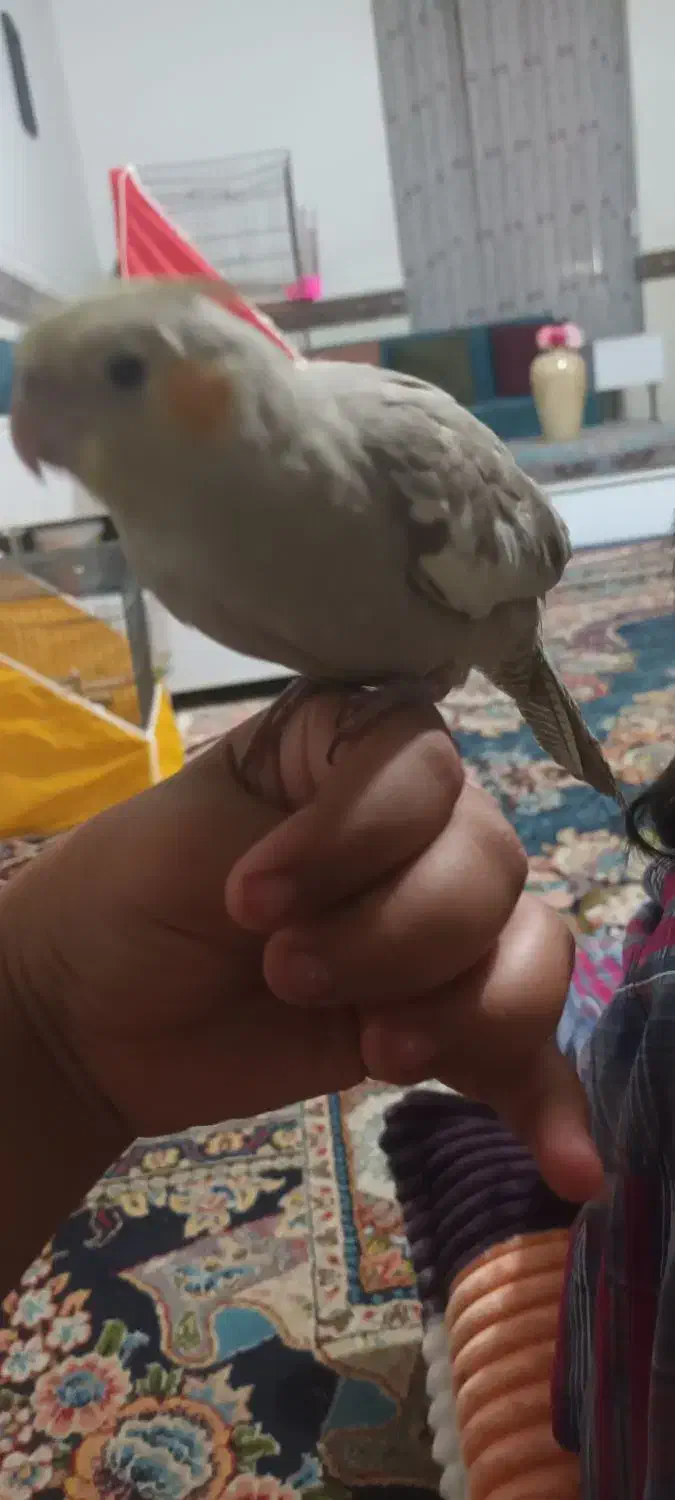 جرسقان|پرنده|شیراز, مسکن مهر شیراز|دیوار