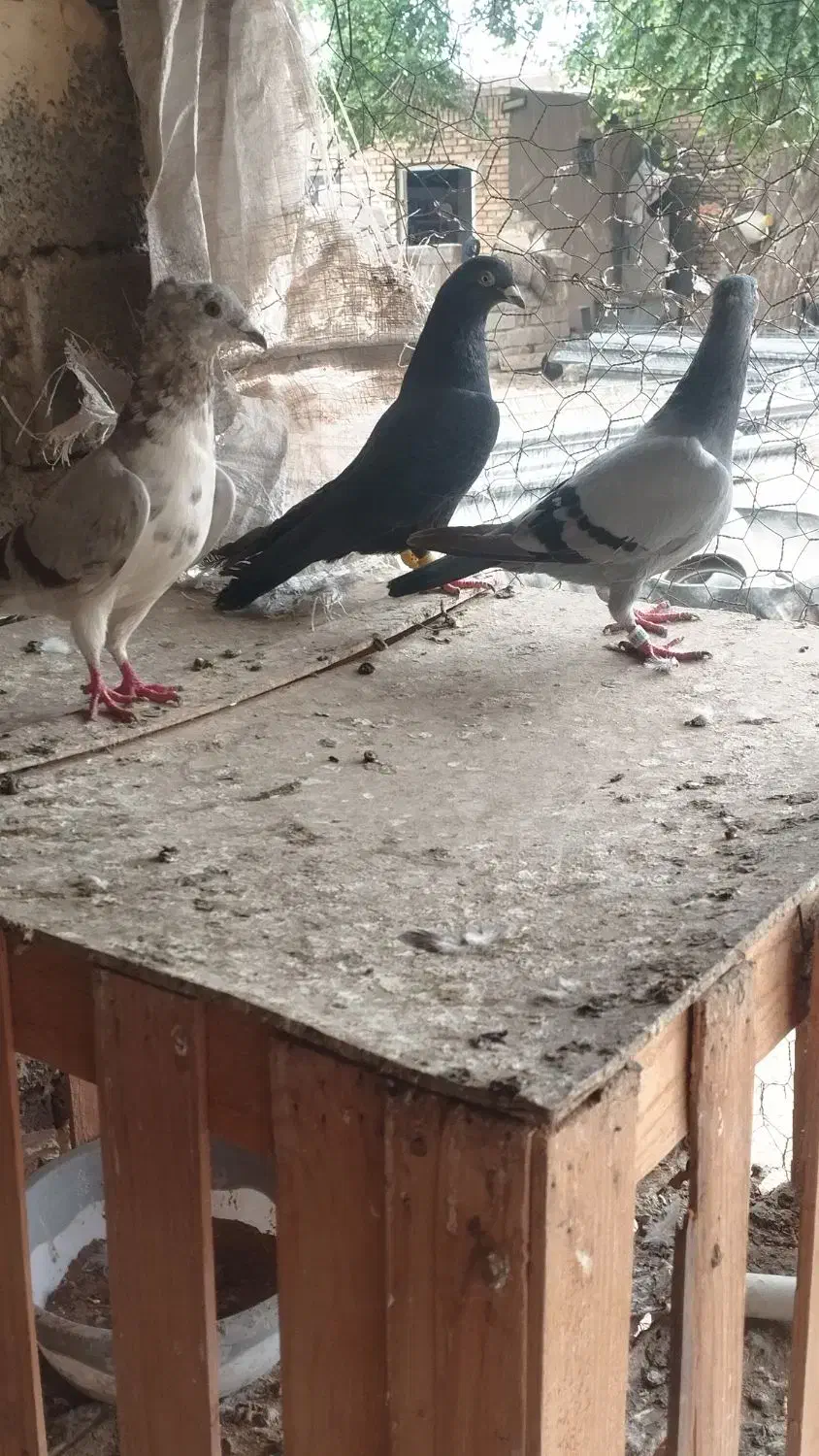 سلام درود|پرنده|سوسنگرد, |دیوار