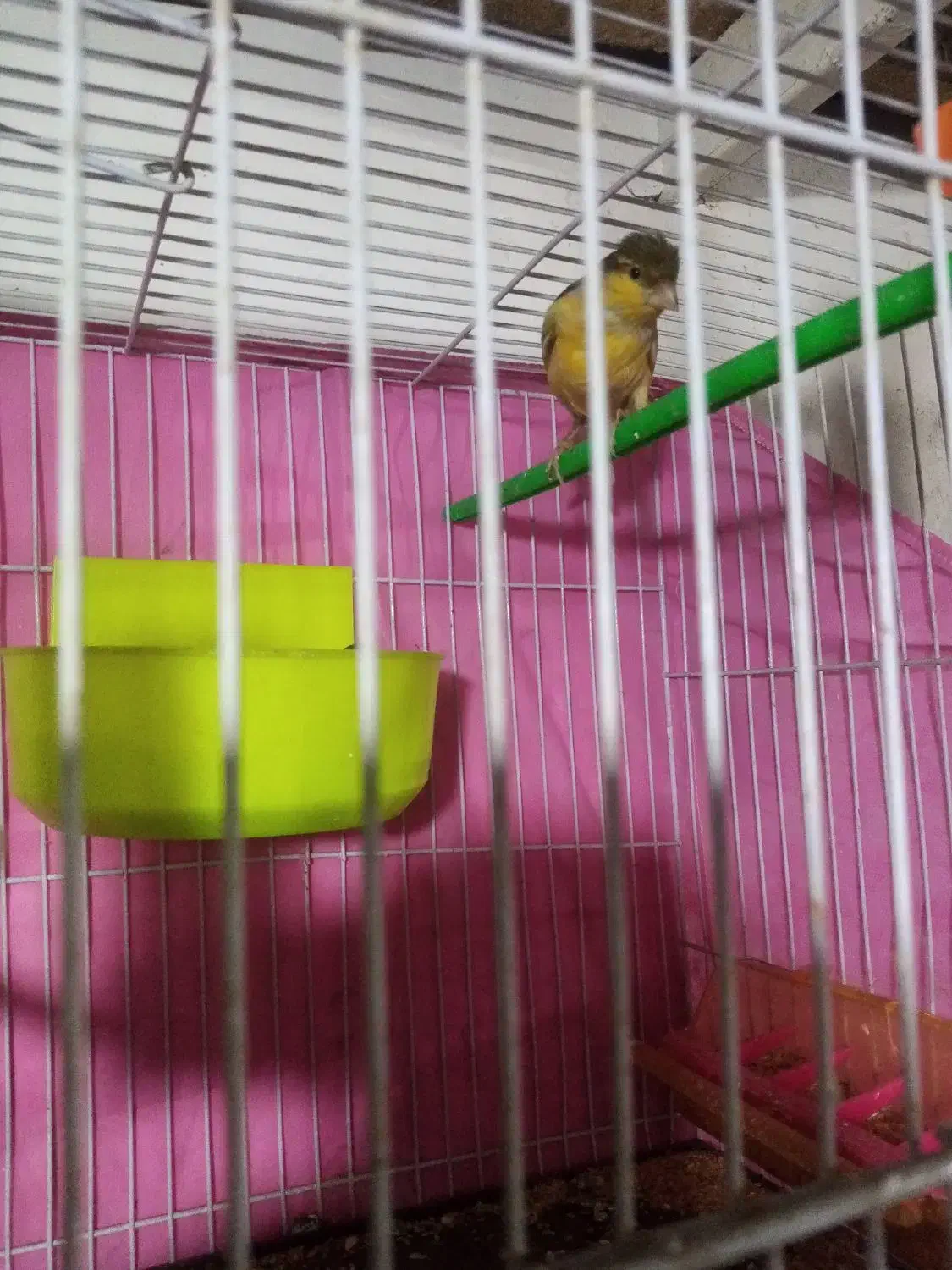 قناری باتخم سهره عروس البینیو دستی نر|پرنده|مشهد, نظام دوست|دیوار