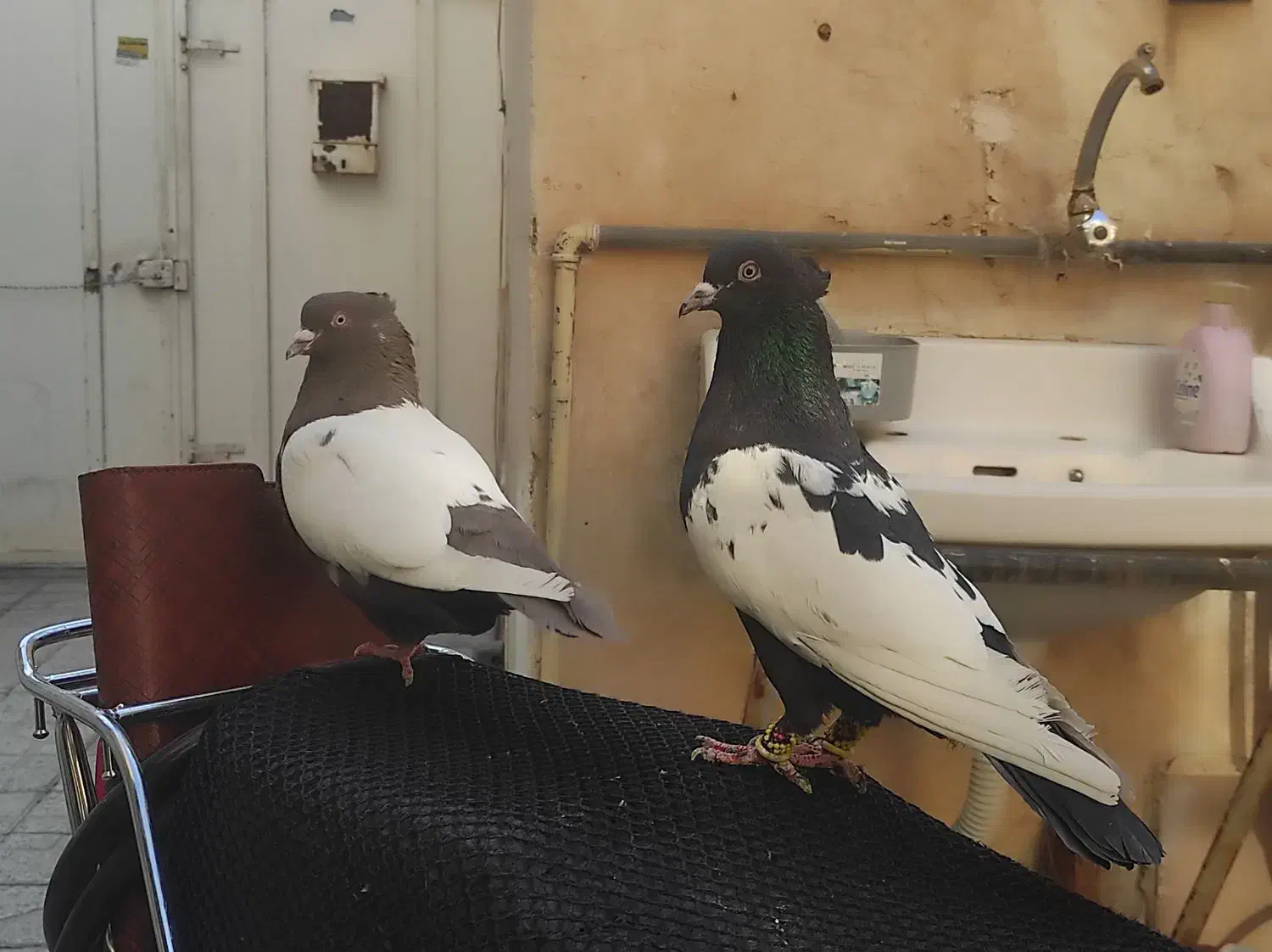 جفت سینه|پرنده|مرودشت, ابوذر شمالی‎|دیوار