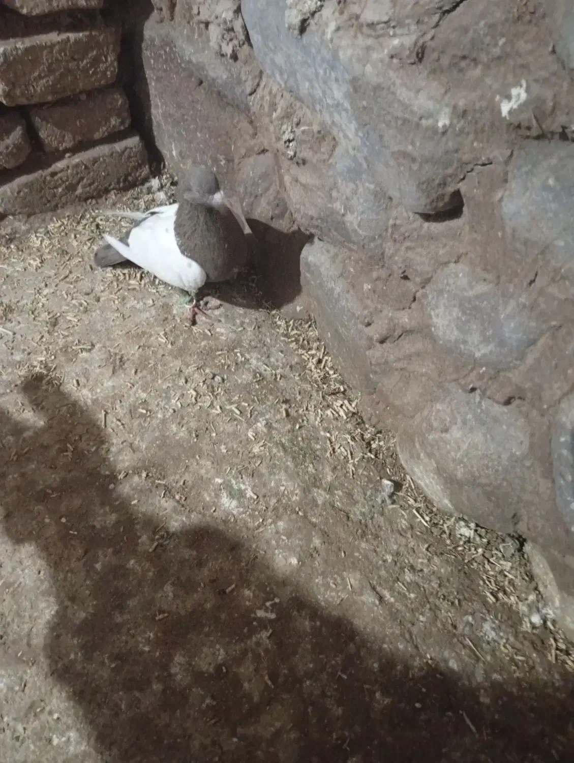 کفتر|پرنده|شیروان (خراسان), |دیوار