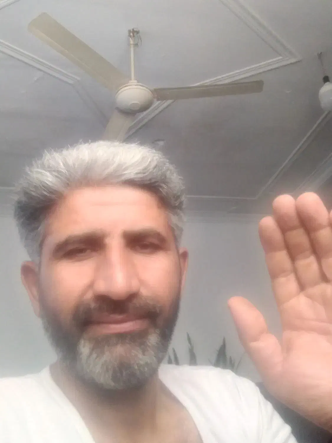 برنج دوباره کشت فریدونکنار|خوردنی و آشامیدنی|فریدون‌کنار, |دیوار