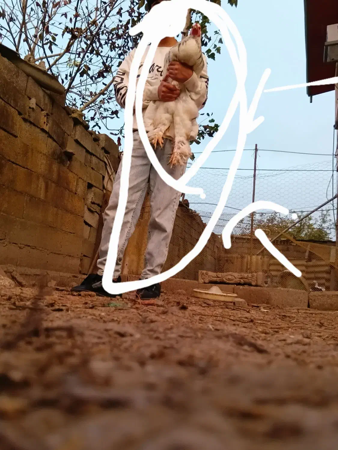 فروش مرغ برهما بلک و لایت|حیوانات مزرعه|آستانه سرا, |دیوار