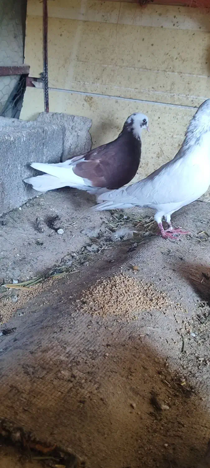 کبوتر نر پرشی|پرنده|ایوان, |دیوار