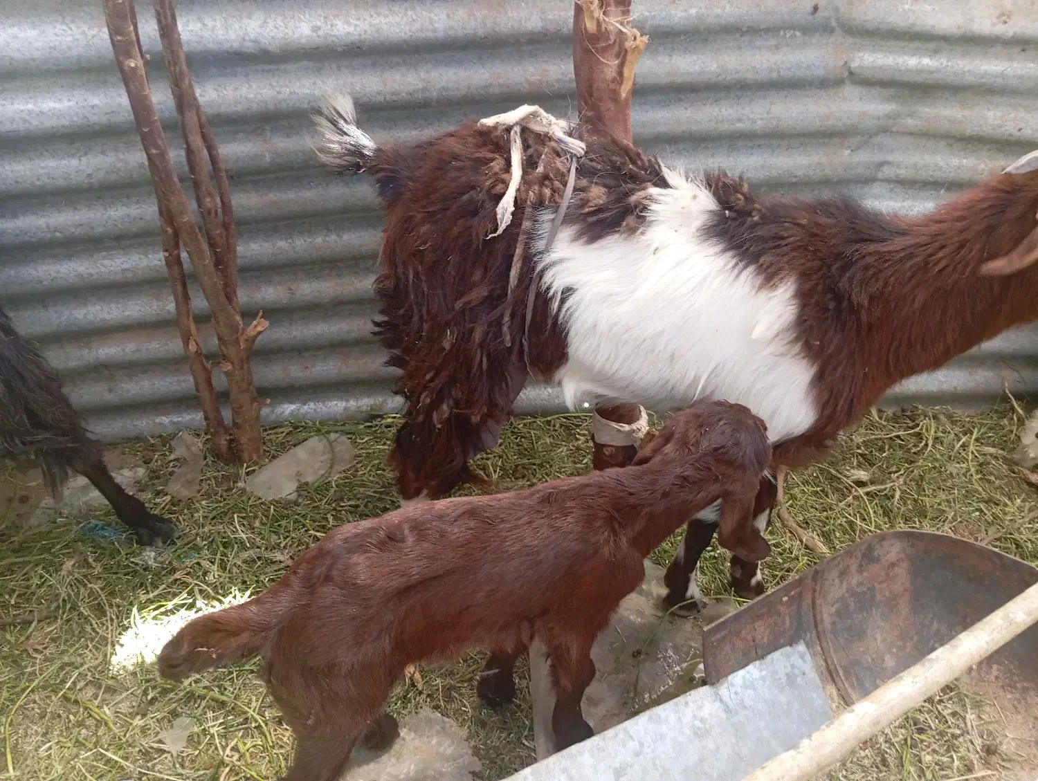 قرخ|حیوانات مزرعه|خاش, |دیوار