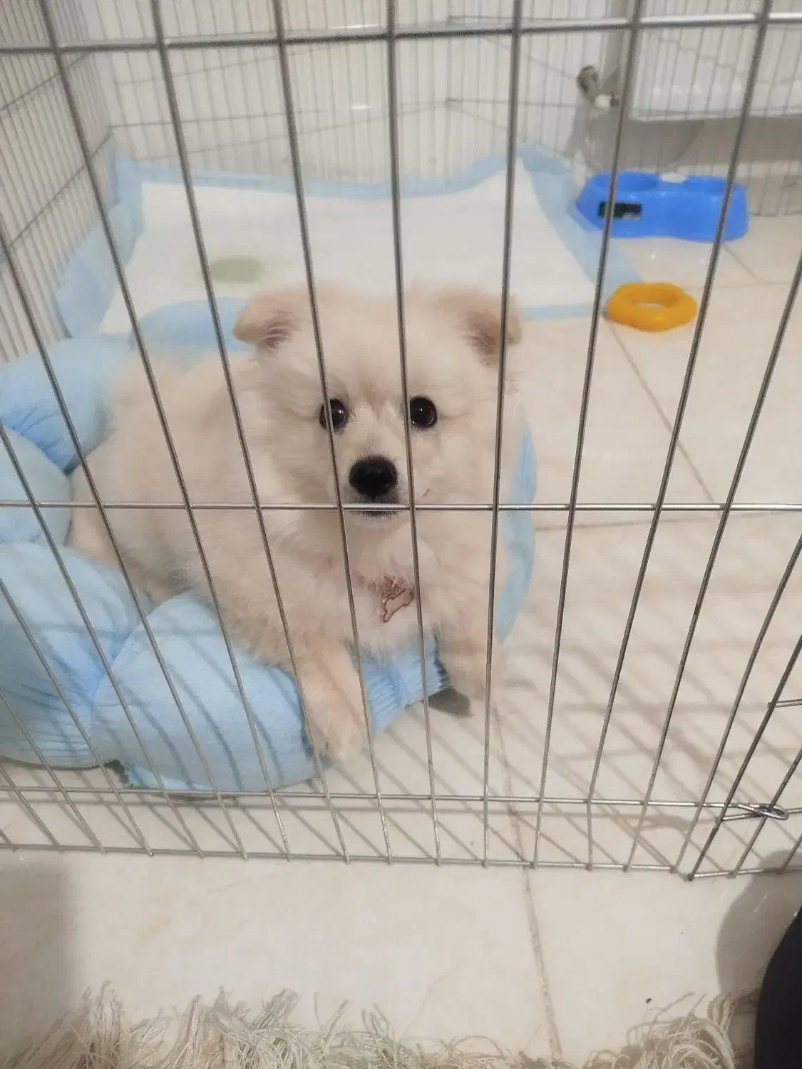 سگ پامر خرسی مینیاتوری کوچولو همراه وسایلش|سگ|خرمآباد, |دیوار