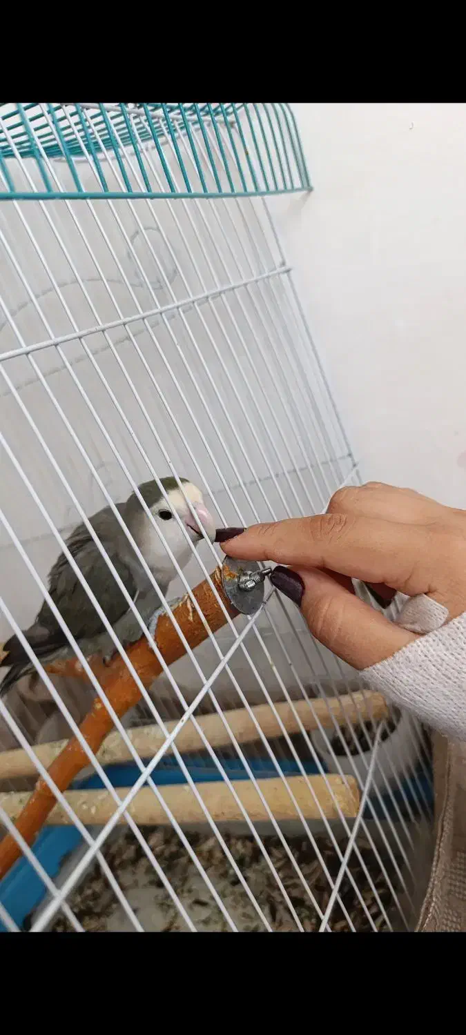 طوطی برزیلی|پرنده|دهگلان, |دیوار