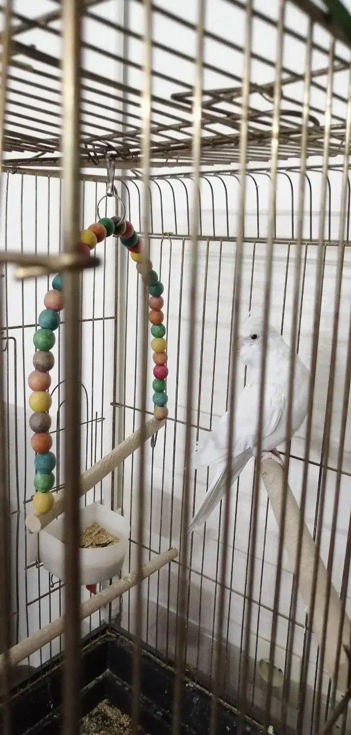 عروس هلندی آلبینو نر|پرنده|شاهین‌شهر, شهرک ردانی پور|دیوار