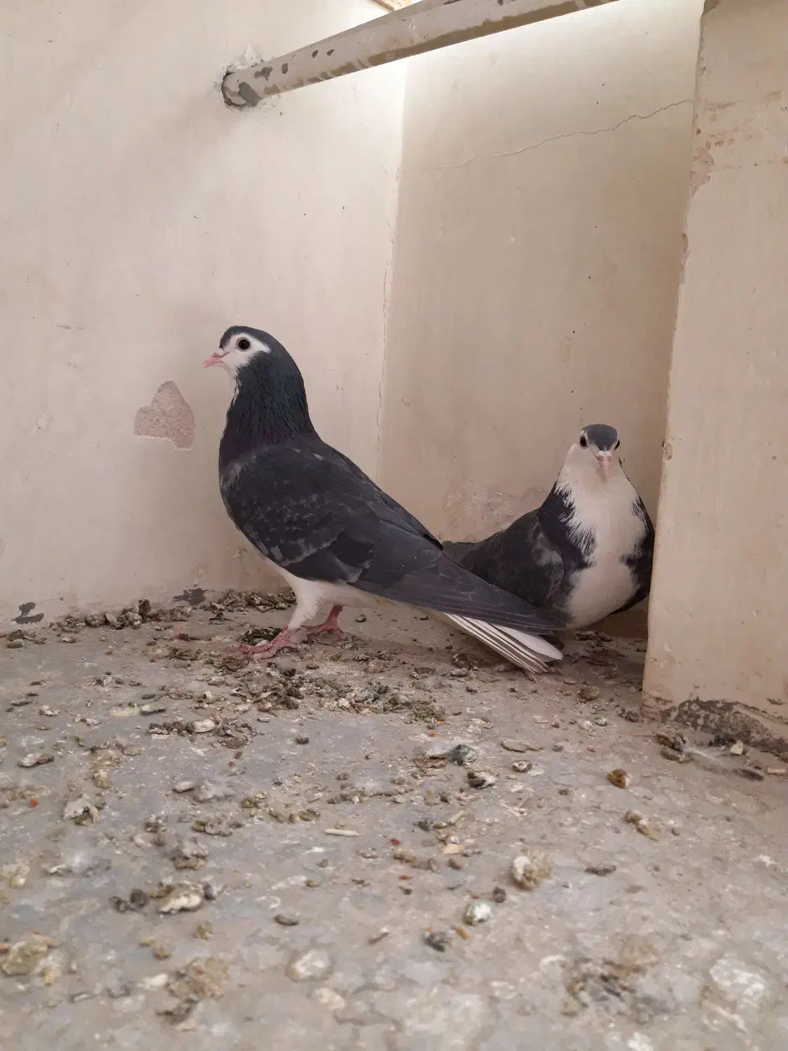 نروماده زره ای|پرنده|اصفهان, سرچشمه|دیوار