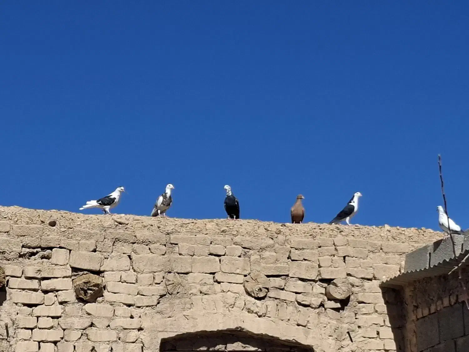 کفتر پرشی|پرنده|قهستان, |دیوار