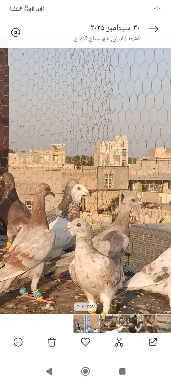 هفرنگ خطی|پرنده|اقبالیه, |دیوار